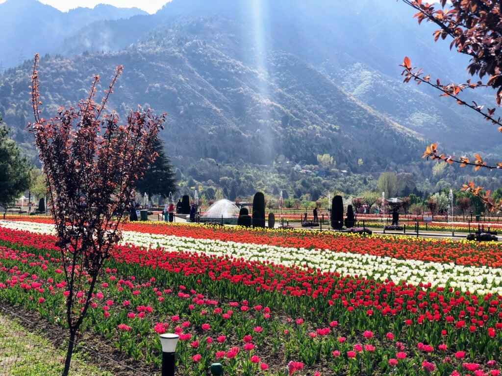 Luxury Houseboat with Kashmir Tulip Garden