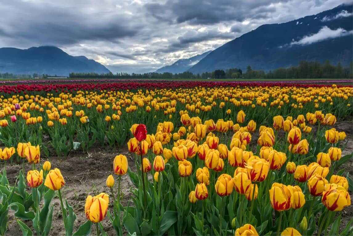 Tulip Garden in Kashmir